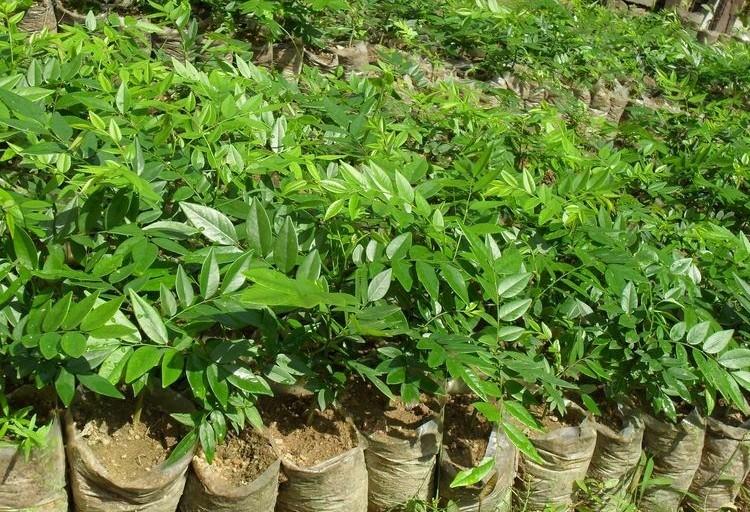 盐碱地治理优选推荐：哈尔滨荷之源水体绿化有限公司(图1)