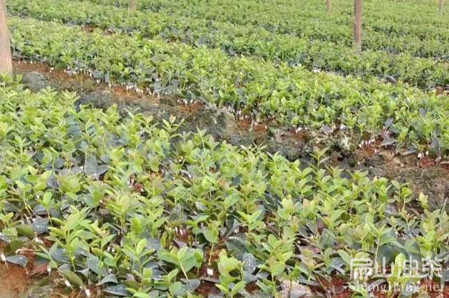 固沙植物苗木培育技术(图1)