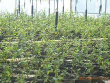 2026年水生植物种植服务推荐榜专业施工高效靠谱：水生植物种植沉水网箱订做沉网箱订做睡莲芦苇选择指南(图1)