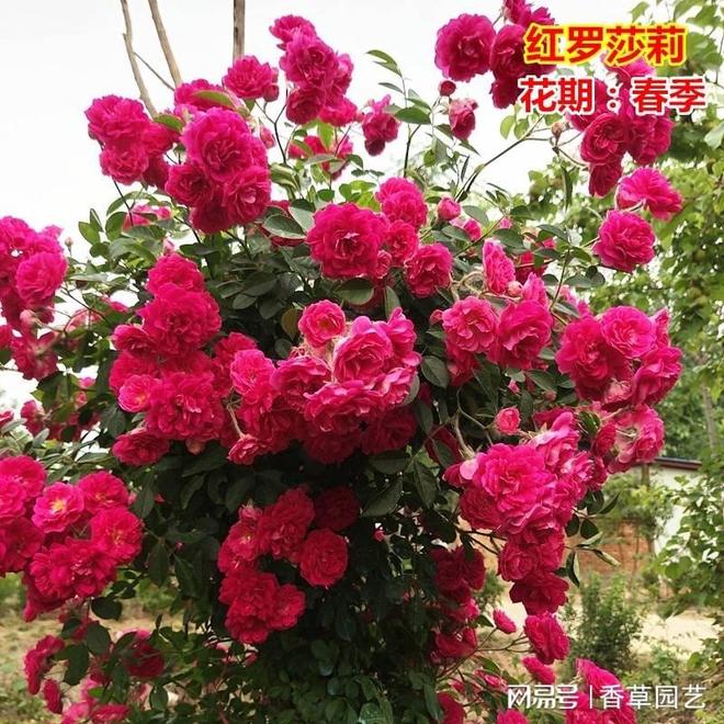 藤本月季基地探秘攀援花卉的培育与造景艺术(图1)