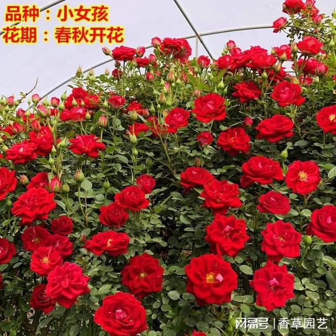 藤本月季基地探秘攀援花卉的培育与造景艺术(图3)