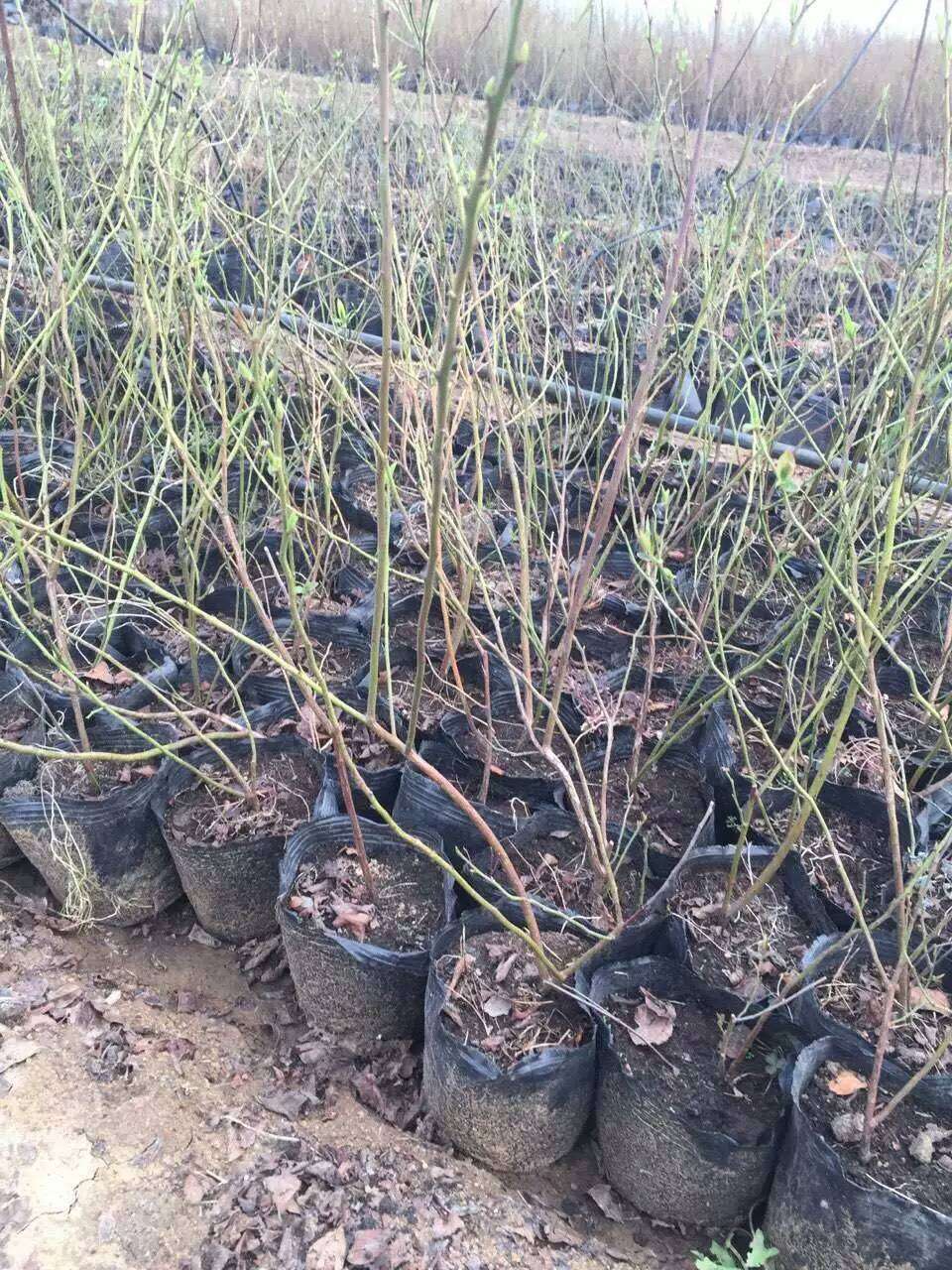 河南男子偶遇一车名贵树苗价值能在上海换套房：还没干柴实用(图1)