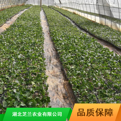 草木皆待春・你我共护绿！马关税务青年以青春之力绘就绿美画卷(图1)