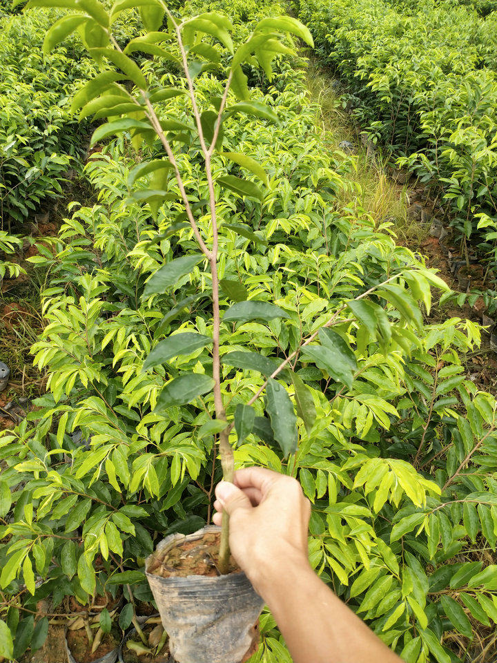 德阳文冠果树苗公司 全国可发货(图1)