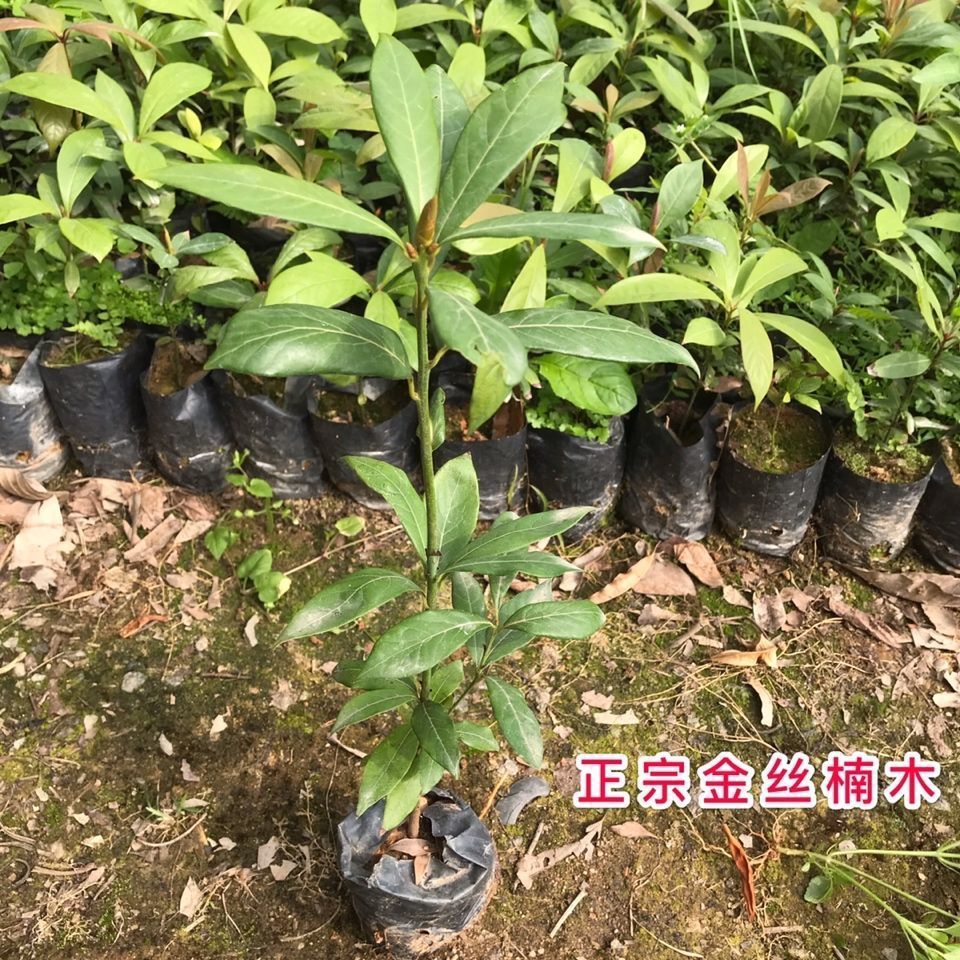 植树正当时2026年绿美广东苗木生产储备超2亿株(图1)
