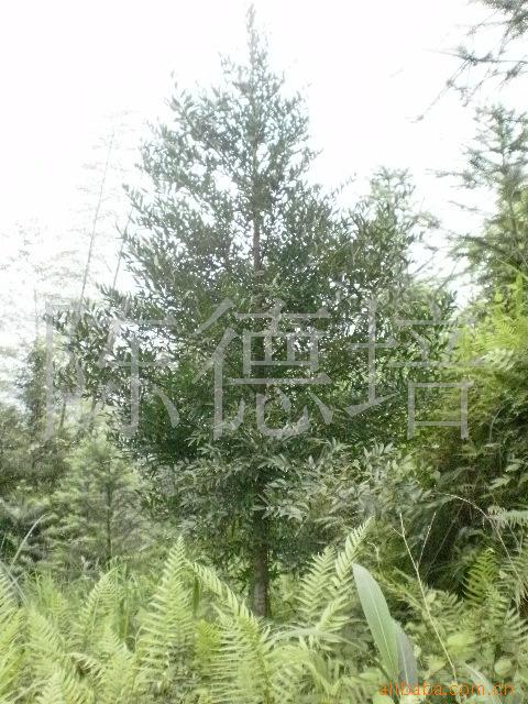 今年绿美广东苗木生产储备超2亿株(图1)