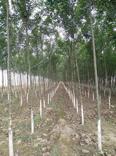 神仙豆腐树苗选购认准湖北芝兰农业品种齐全包成活技术指导助您高效种植(图1)