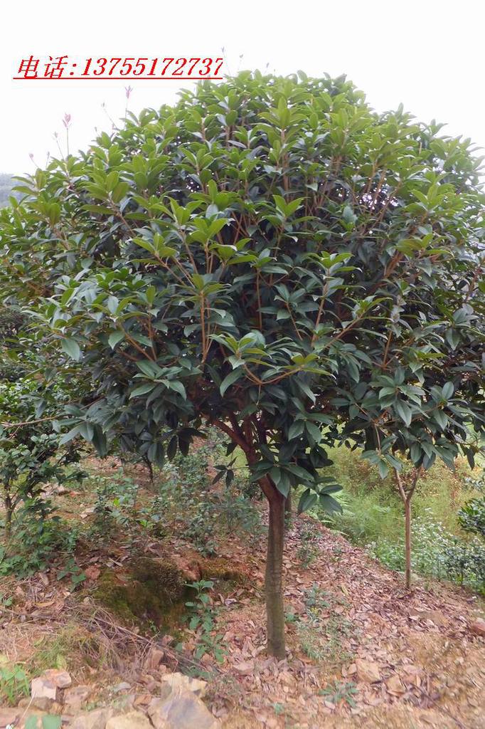 湖北省丹江口市林业局严把国土绿化示范项目苗木“质量关”(图1)