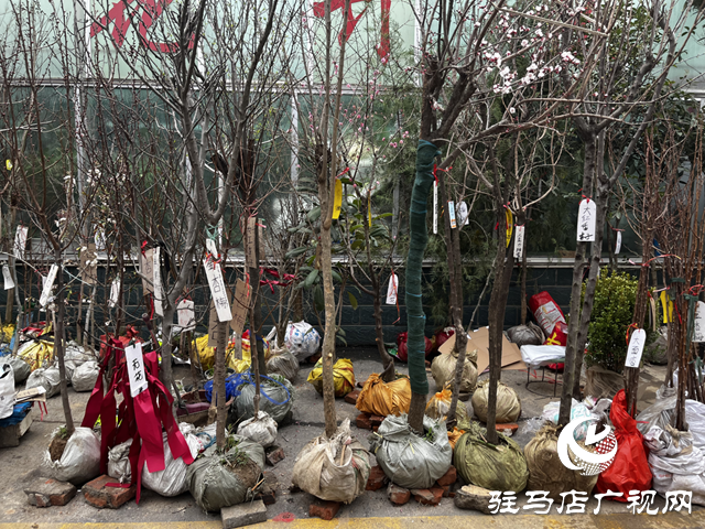 春染天中绿意浓 苗木市场购销旺(图1)