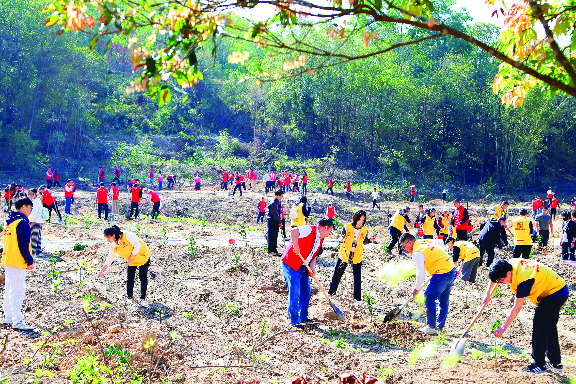 惠州不断夯实“绿色家底” 今年来全市种植苗木22万株(图1)