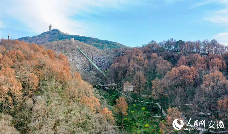 超越“只此青绿”安徽林业的“质”胜之道(图3)