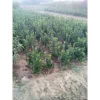 广州市各民主党派联合开展植树活动