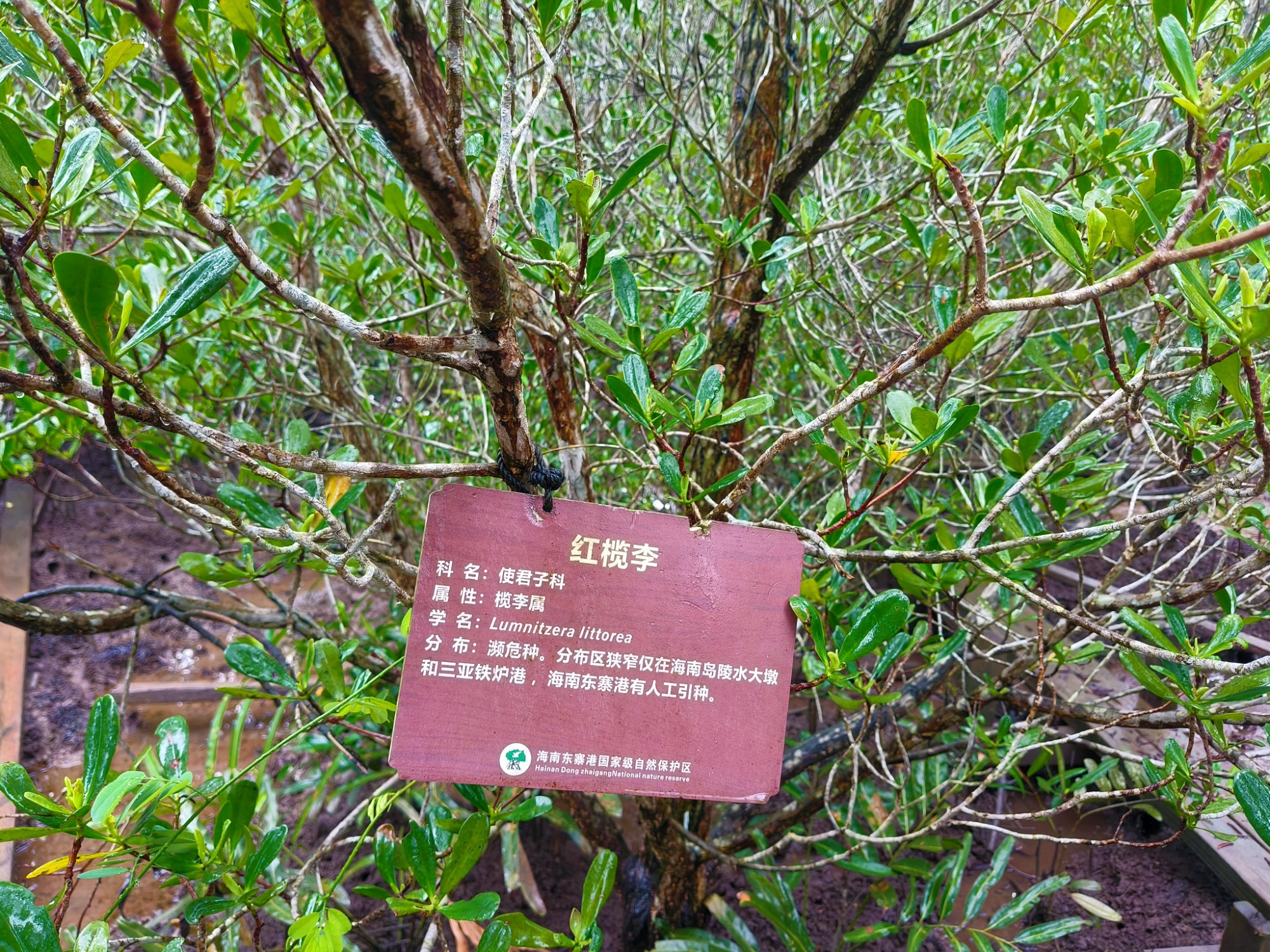 【“植”此青绿】12年守护一抹红榄李重焕生机