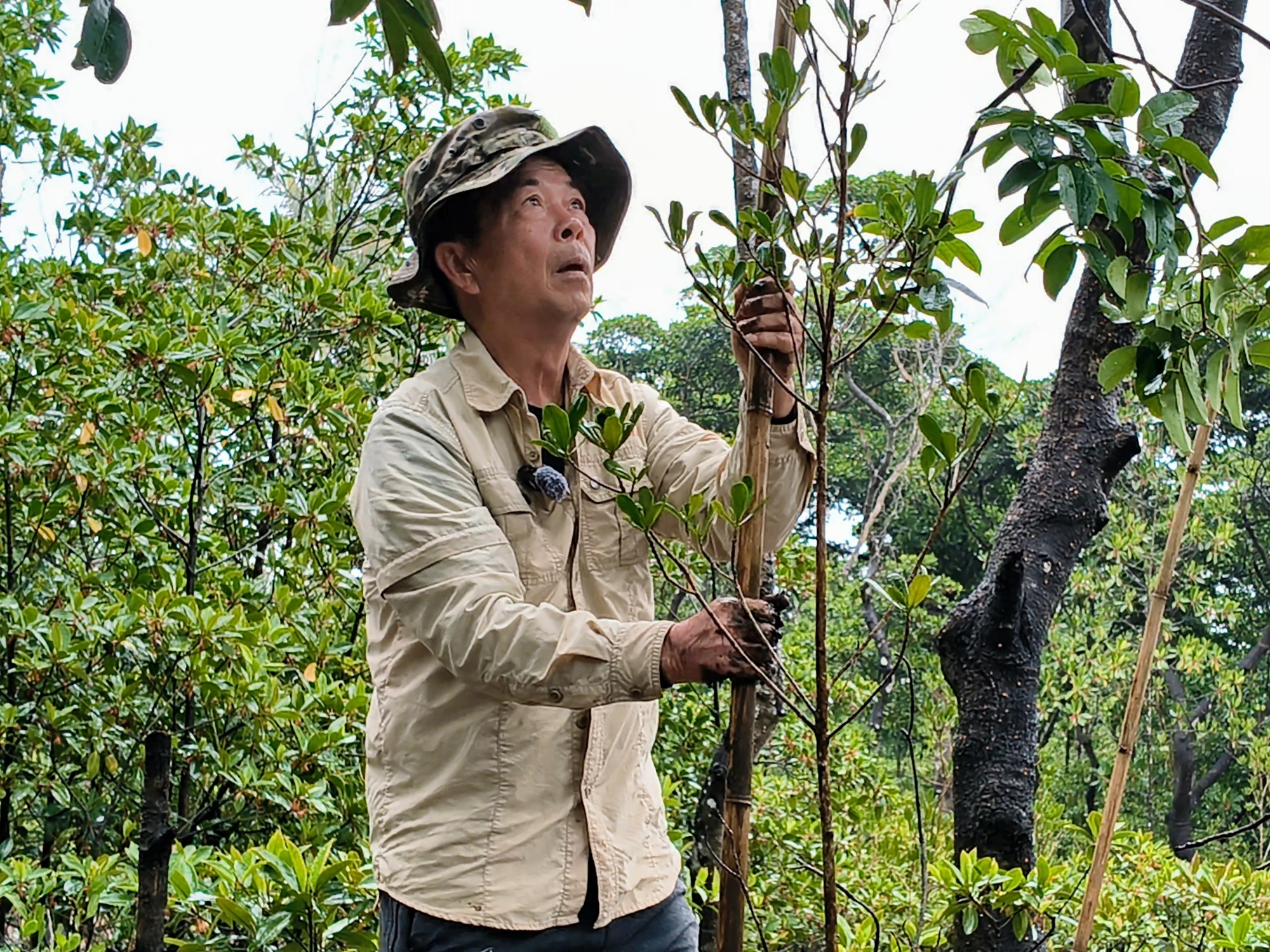 【“植”此青绿】12年守护一抹红榄李重焕生机(图2)