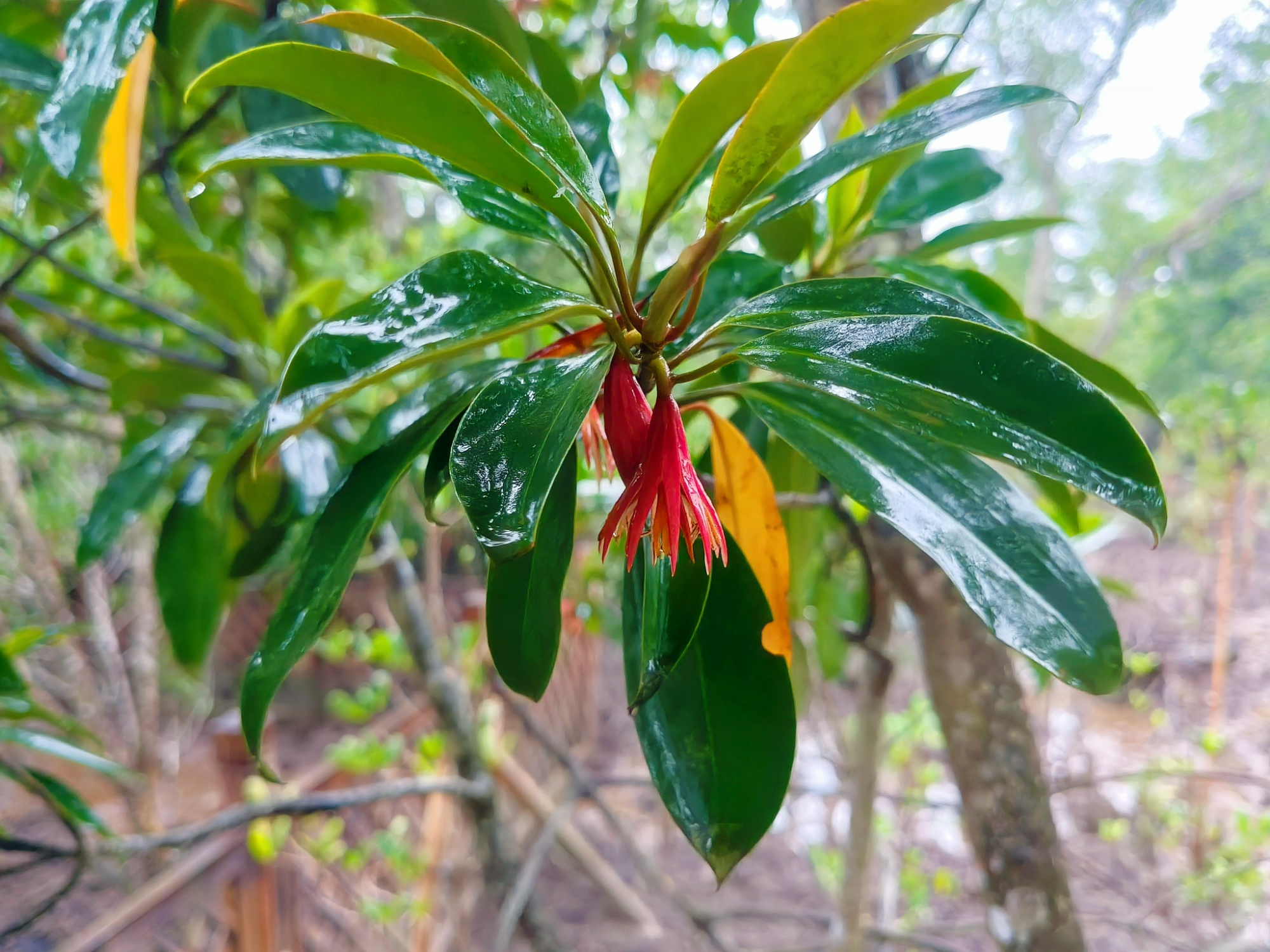 【“植”此青绿】12年守护一抹红榄李重焕生机(图3)