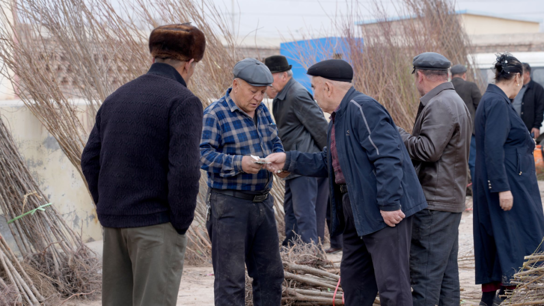植树添绿正当时！柯坪县苗木市场购销旺(图1)