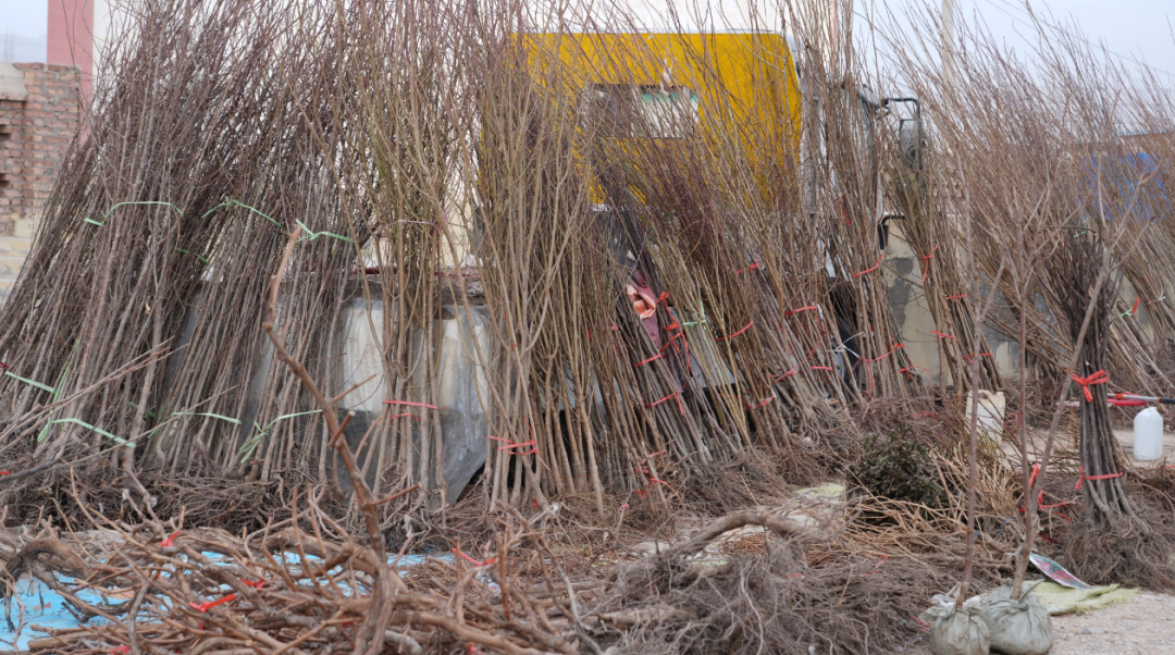 植树添绿正当时！柯坪县苗木市场购销旺(图2)