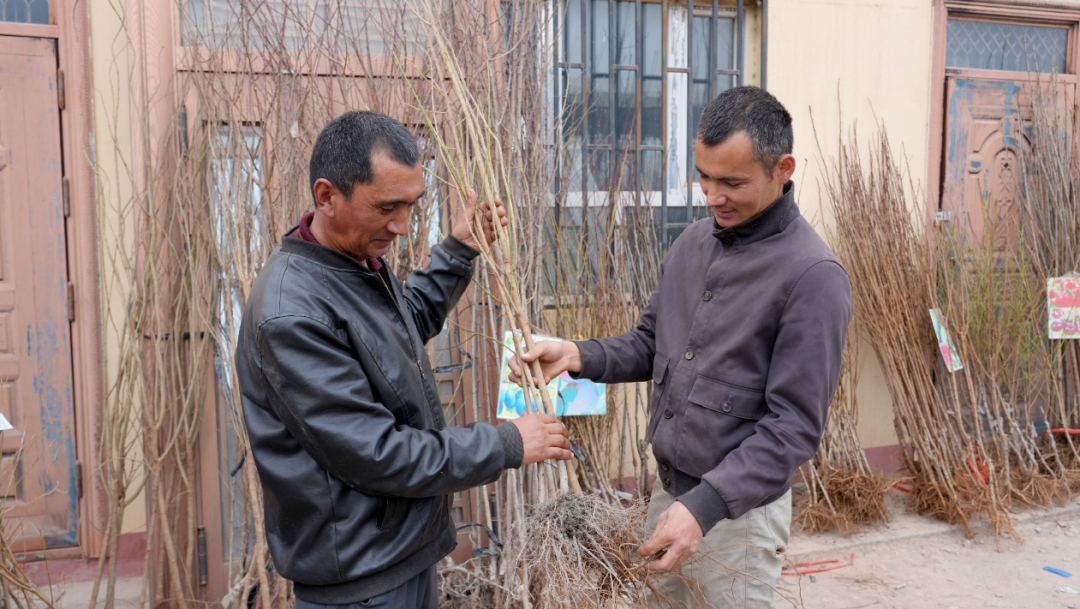 植树添绿正当时！柯坪县苗木市场购销旺(图3)