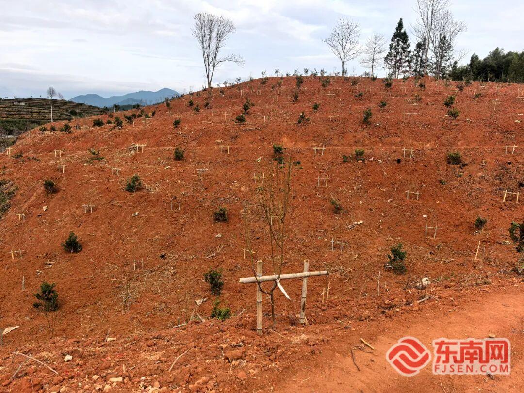 春绿满县域！浦城县已完成造林6860亩