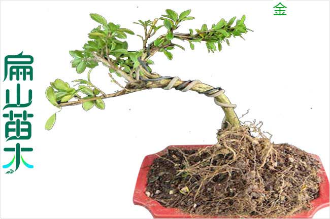 育种技术在绿化苗木培养中的应用(图1)