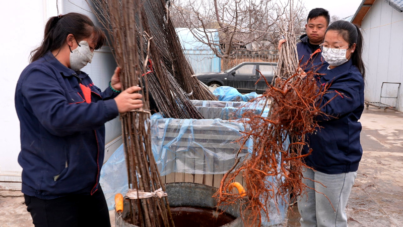 春耕正当时 栽种新希望(图1)