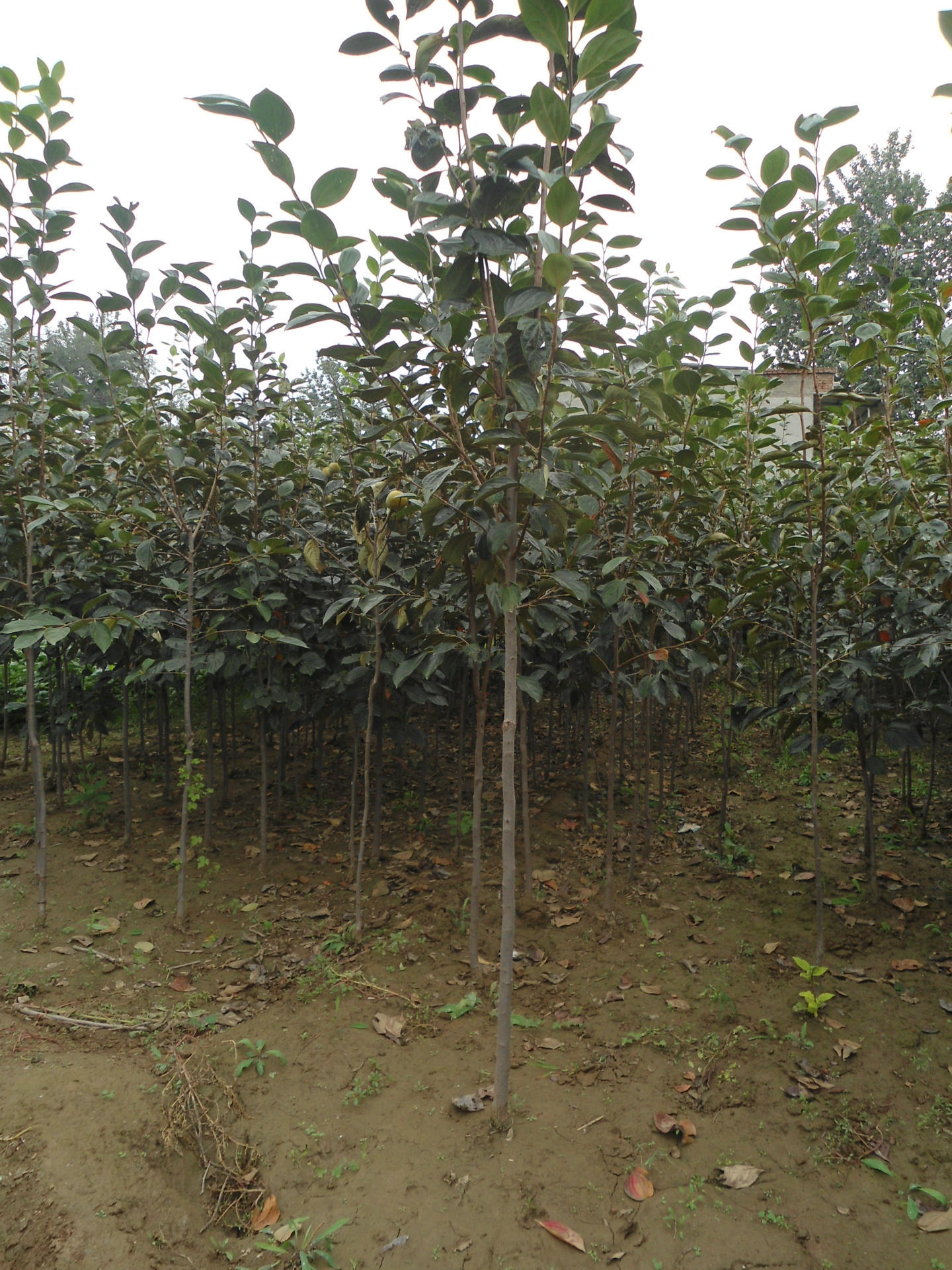 创新“全光育苗”技术 为闽北造林注入绿色动能(图1)