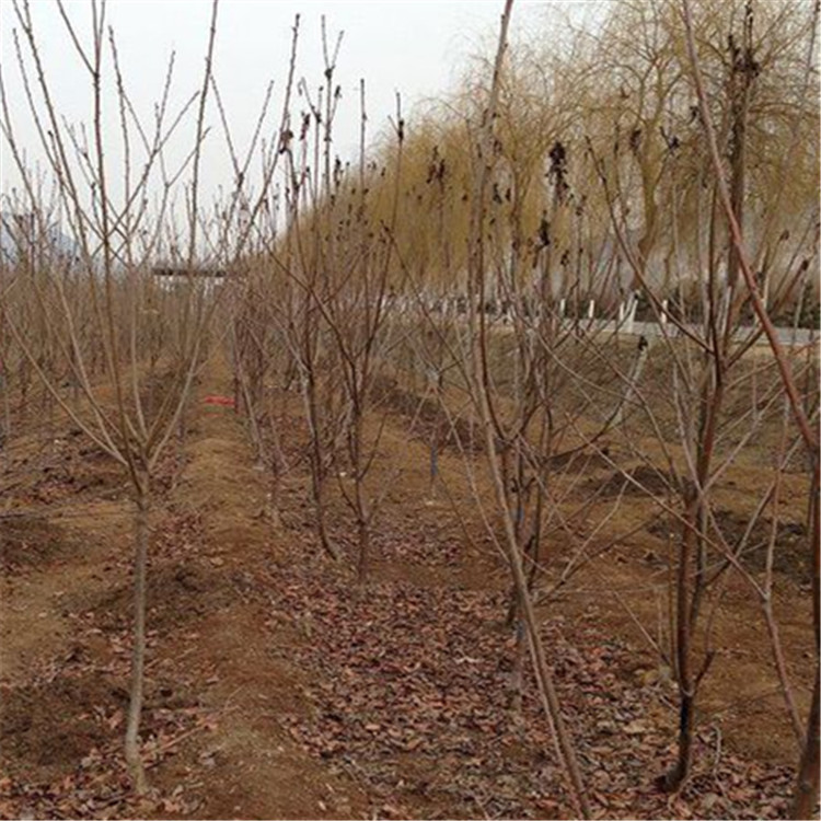 山东省农业集团天地园艺优质果树种苗出口中亚 开启“一带一路”农业合作新篇章