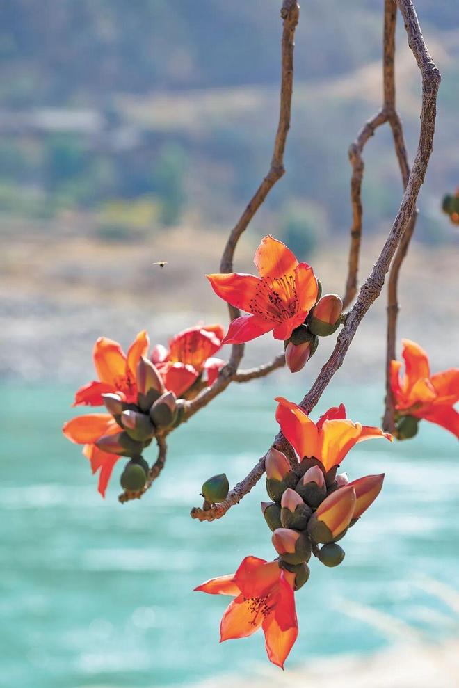 全国唯一一朵花命名一个地级市(图1)