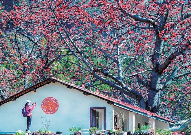 全国唯一一朵花命名一个地级市(图5)