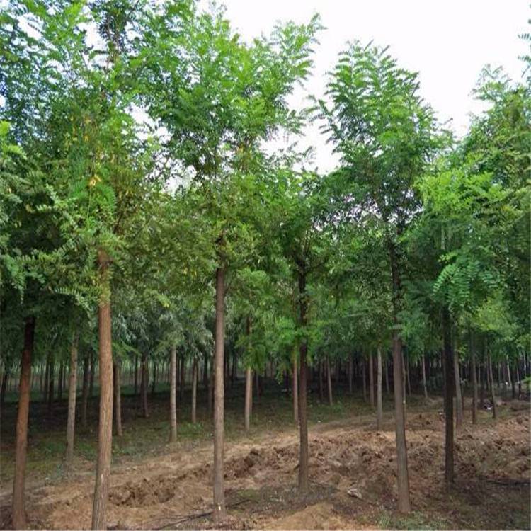 金融春雨润春耕 助农兴产正当时 烟台农商银行护航区域农业提质增效