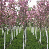 从盈利拐点到平台出海2025年报揭示乐普生物（02157）Biopharma进阶之路