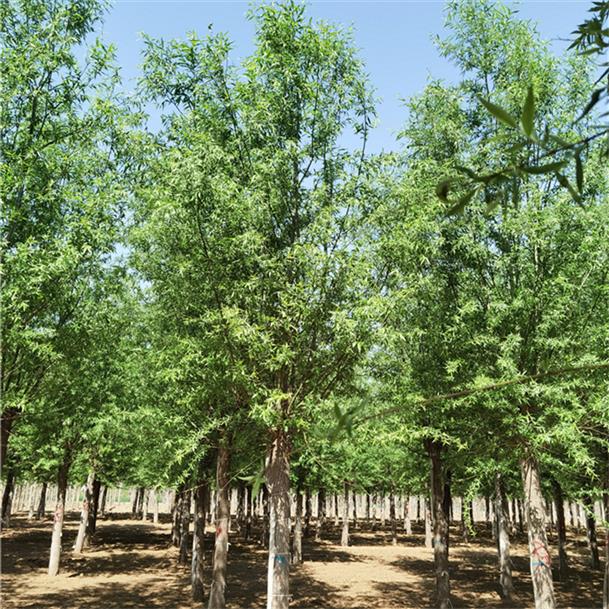 “两山”理念的新疆实践丨为山川大地增添锦绣——新疆各地不负春光植新绿(图1)