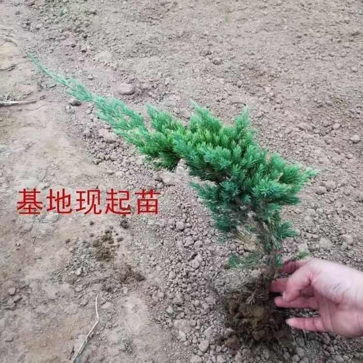 以“四绿”为笔河源绘就绿美生态新画卷(图1)