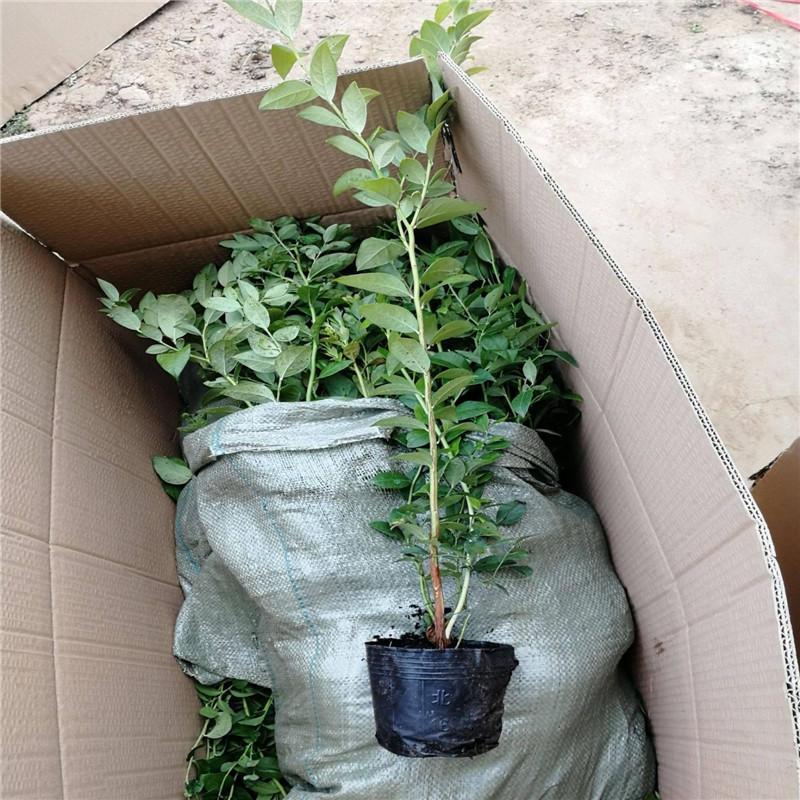 树苗的种植与管理方法docx