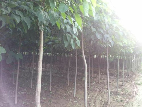 为什么不能把杨柳树都砍了？官方回应