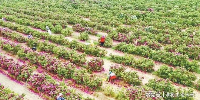 光伏治沙这作业太优秀其他国家抄不起仅中国能大规模搞成？(图7)