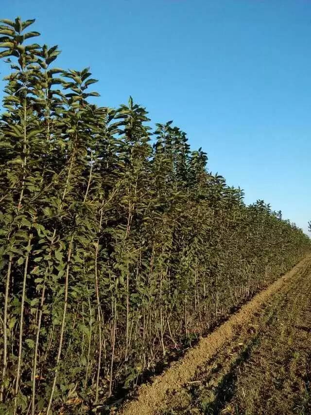 适合春天栽的树苗