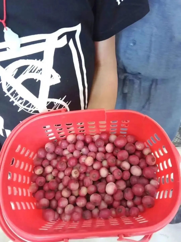 最高400元斤“粉色蓝莓”冲上热搜！网友：什么时候价格打下来(图3)