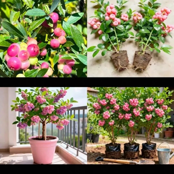 最高400元斤“粉色蓝莓”冲上热搜！网友：什么时候价格打下来(图5)