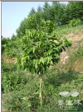 阳岐全球茉莉花种苗基地开种(图1)
