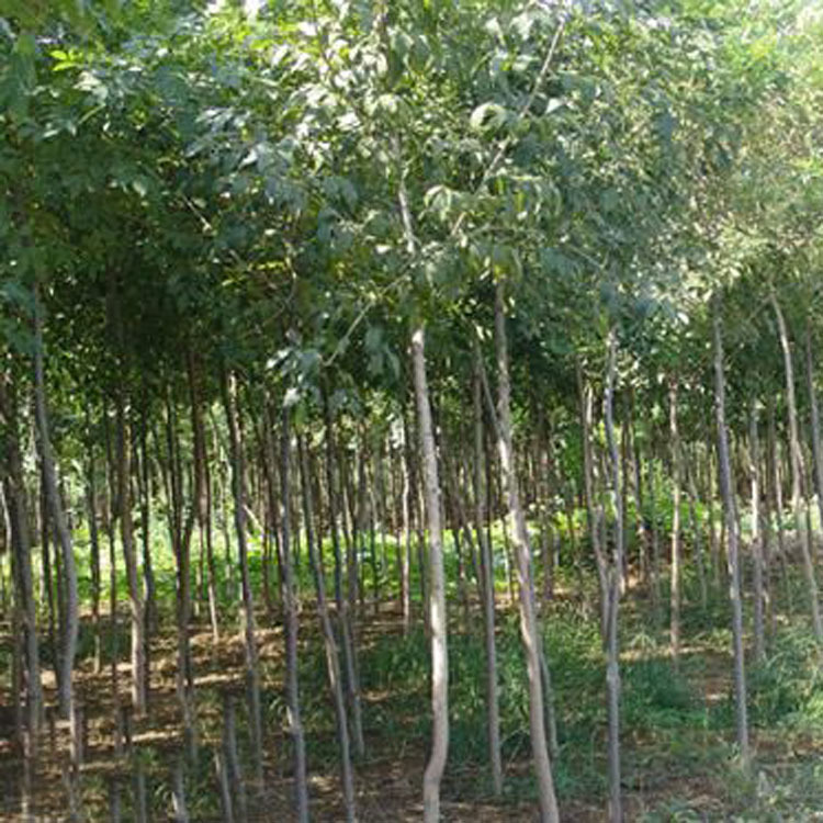 2026年探寻性价比高的新疆沙雅县沙生苗木繁育实力厂家！(图1)