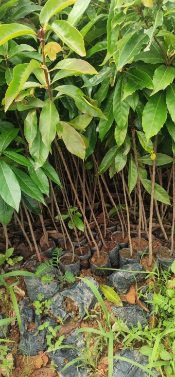 光泽：省级保障性苗圃首季育苗启动(图1)