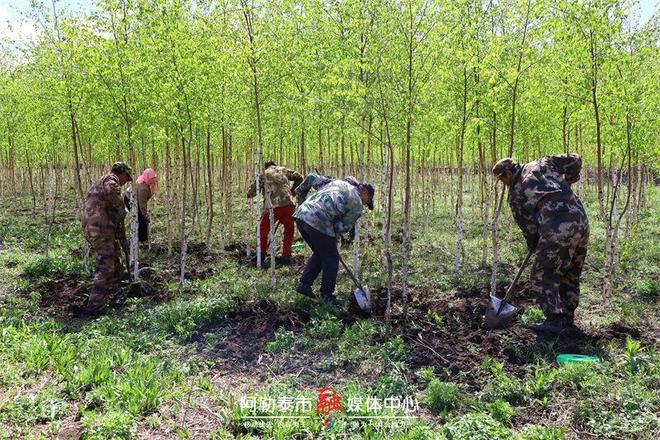 苗圃育苗惠民生免费送苗添新绿(图1)