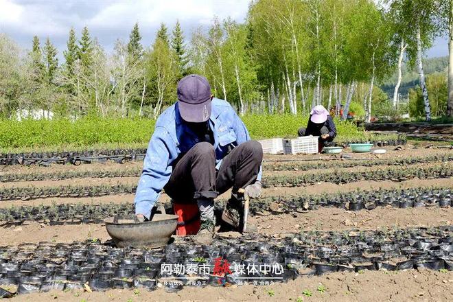 苗圃育苗惠民生免费送苗添新绿(图3)