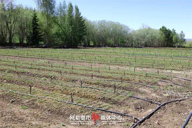 苗圃育苗惠民生免费送苗添新绿(图4)