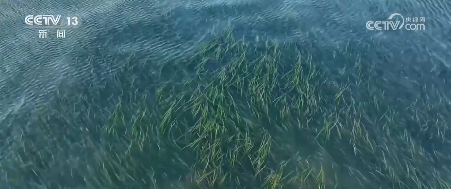 万物共生美丽中国“数”说物种多元、结构稳定的生态宝库海洋生物加速回归