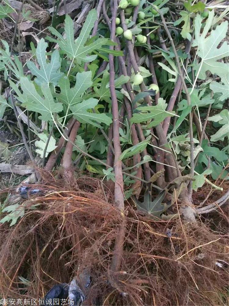 辽河公园：自主育苗焕新景精耕管护美园区