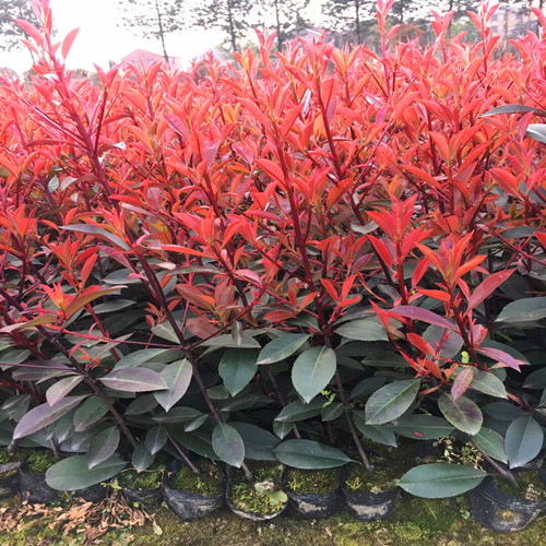绿化苗木采购合同范本(3篇)(图1)