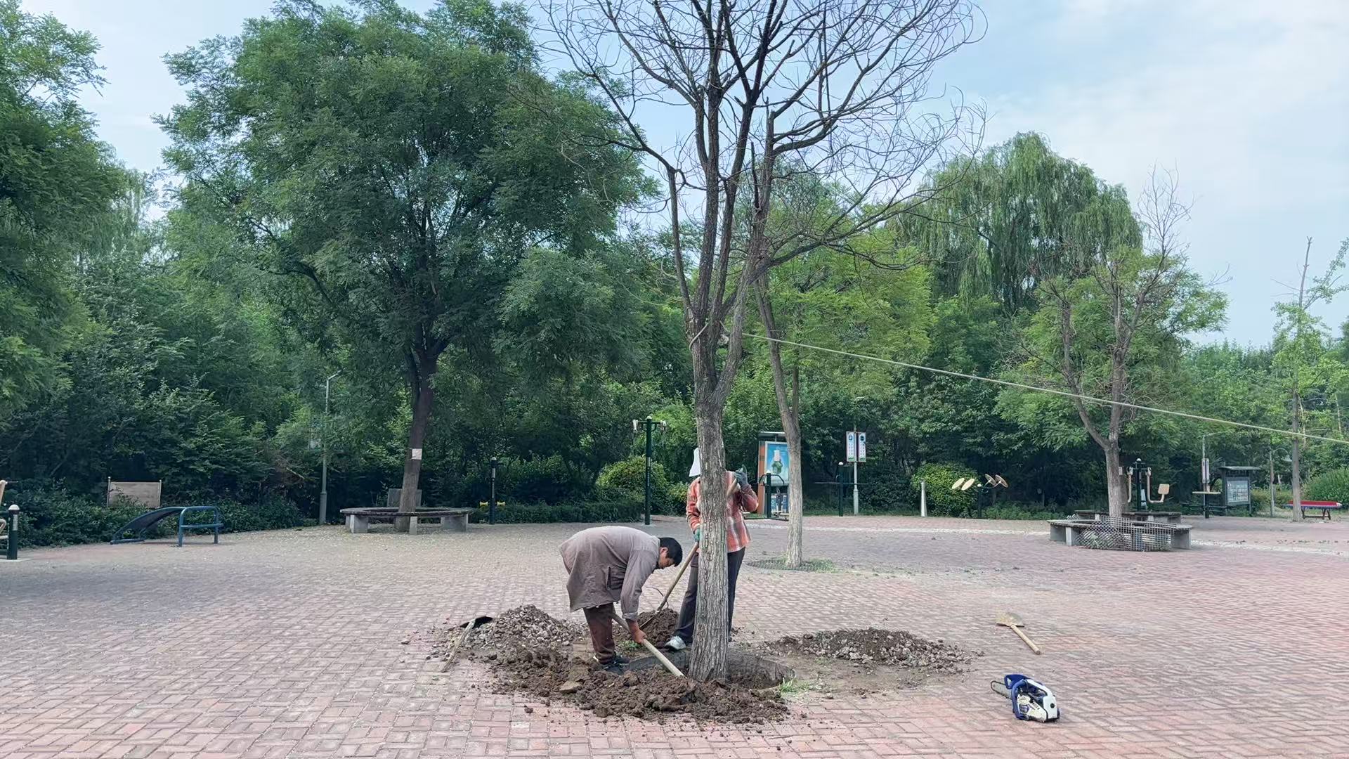 泰山区上高街道双龙社区：清理枯树植新绿流苏添景美家园(图2)