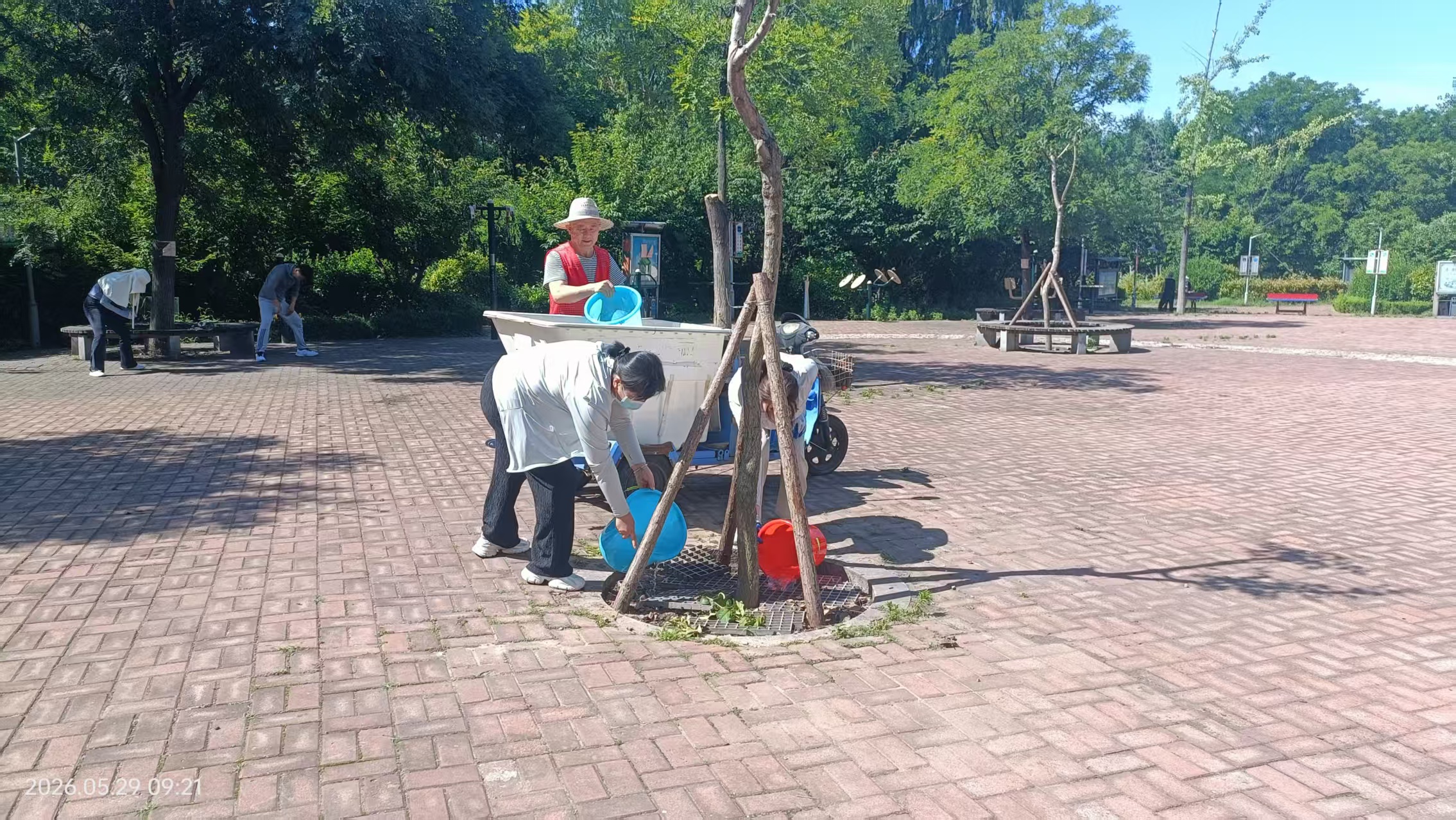 泰山区上高街道双龙社区：清理枯树植新绿流苏添景美家园(图3)